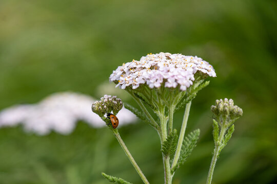 little lady bug climbing up the branches on the yarrow flower in the garden with blurry background
