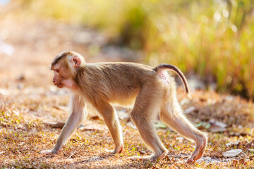 The young monkey was hurriedly walking forward and in a natural forest park at Khao yai Park, Nakhonrachasima, Thailand.