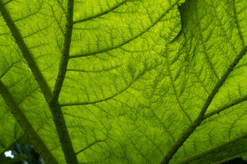 close up background texture of giant green leaves with dense vein on the surface