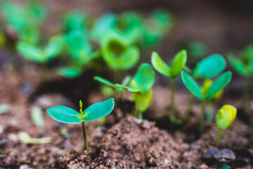 young green sprout
