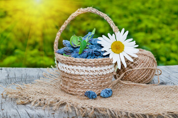 Fototapeta na wymiar Early blue honeysuckle berries (lat. Lonicera coerulea) in a handmade basket on a wooden table, rustic style