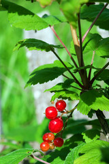Obraz premium Bush with a sprig of redcurrant berries in the garden.