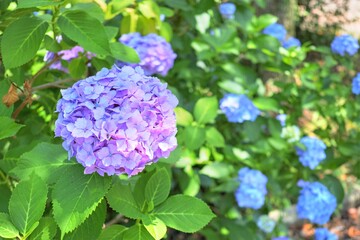 Fototapeta premium 明るい紫色の紫陽花