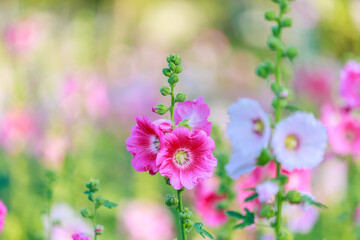 Close-up Of Pink Flowering Plants On Field