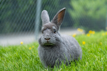 close up portrait of one cute grey bunny sitting on yellow flowers filled green grass field 