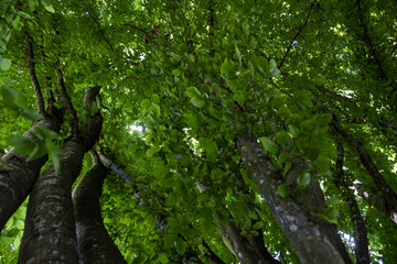 Fototapeta premium bottom to top view of trees grown in circle in the park filled with dense green foliage blocking the sunlight 