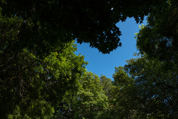 big trees in the forest with dense green foliage under the blue sky left a hollow in the middle shapes like a bat