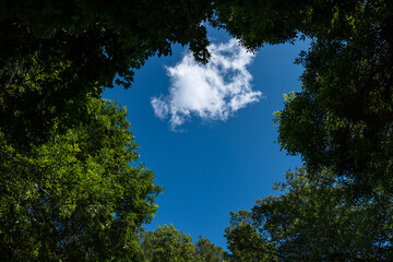 big trees in the forest with dense green foliage under the blue sky left a hollow in the middle with a piece of cloud passing by 