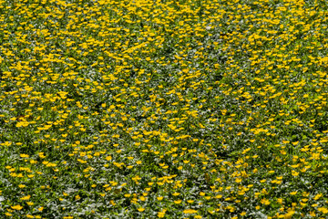 background of a beautiful flower field in the park filled with tiny yellow flowers