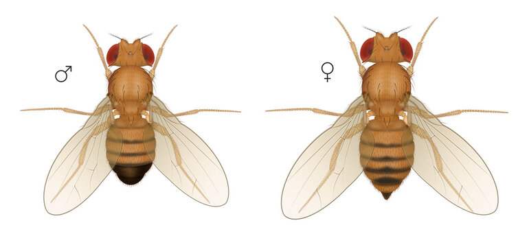 Drosophila Fruit Fly Insect. Male Female.