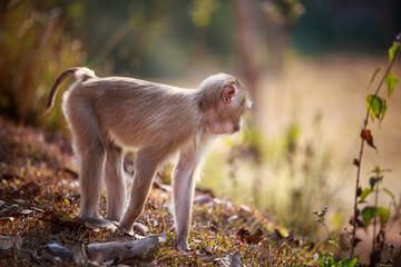 Macaca nemestrina