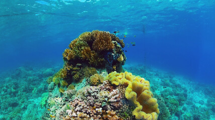 Fototapeta na wymiar Underwater fish garden reef. Reef coral scene. Seascape under water. Panglao, Bohol, Philippines.