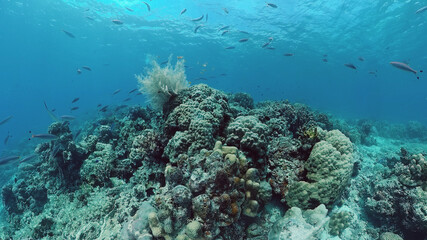 Fototapeta na wymiar Tropical coral reef. Underwater fishes and corals. Panglao, Philippines.