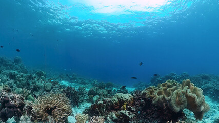 Naklejka na ściany i meble Underwater Scene Coral Reef. Underwater sea fish. Tropical reef marine. Colourful underwater seascape. Panglao, Bohol, Philippines.