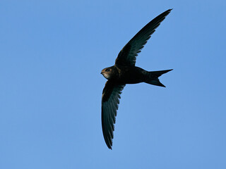 Common swift (Apus apus)