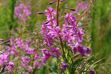 Fototapeta premium The bright pink flowers of wild fireweed (Chamaenerion angustifolium), close-up, selective focus, natural blurred background