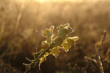 Yellow flowers of Linaria vulgaris (common toadflax, yellow toadflax, butter-and-eggs) in hoarfrost in a golden morning sunlight at dawn, close-up, selective focus, natural blurred background