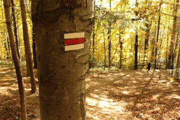 Path through a beech forest, Bieszczady Mountains