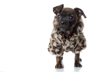 Small Pug Mix Puppy Posing in Cute Furry Coat