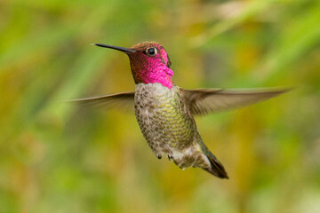 Anna's Hummingbird with Bright Fuchsia Head Throat and mid Flight  © Diane