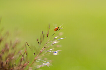 Macro shot of a ladybug pupa on grass.