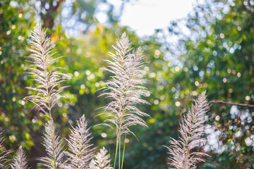 close up of fern