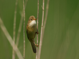 Marsh warbler (Acrocephalus palustris)