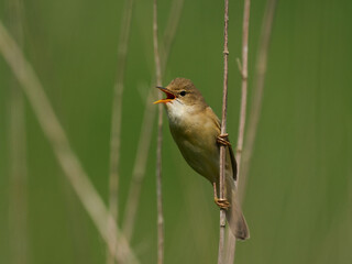 Fototapeta premium Marsh warbler (Acrocephalus palustris)