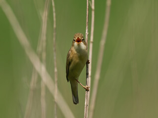 Marsh warbler (Acrocephalus palustris)