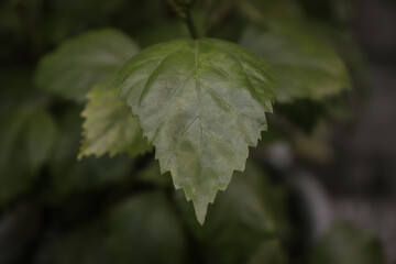 close shot of green leaf