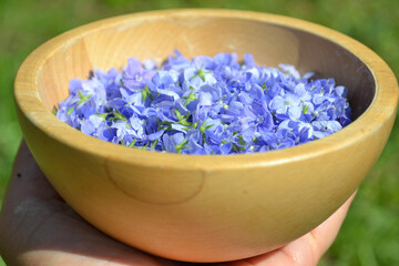 Obraz na płótnie Canvas Hand holding a wooden bowl with blue flowers