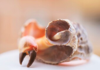 sea shell on the beach