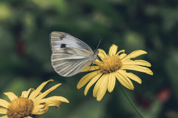 butterfly on yellow flower