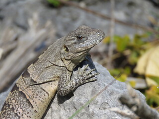 iguana on the rocks