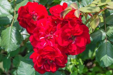 Rose "Europeanana" (Rose Europeana) - abundantly blooming floribunda. It blooms in semi-double or terry cup-shaped rosettes about 7-8 cm in diameter of a very pure red color.