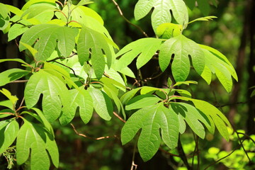 Brightly lightened sassafras leaves in the sunshine