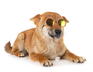 Fototapeta premium shiba inu in studio