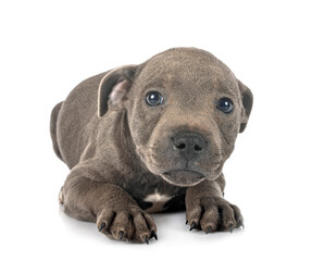 puppy staffordshire bull terrier