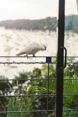 cockatoo on railing