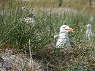 brütende Möwe
