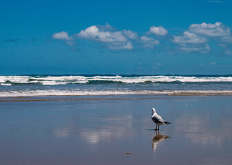 Lone seagull staring at the sea