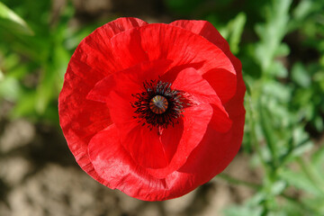 A close up of scarlet poppy, growing in a garden in the bright sun, top view, natural green background