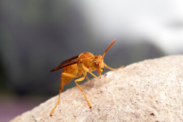 Closeup of the Arabian Paper Wasp taken in Al Ain, UAE, Middle East