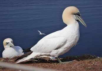 Basstölpel auf Helgoland