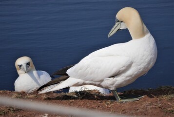 Basstölpel auf Helgoland