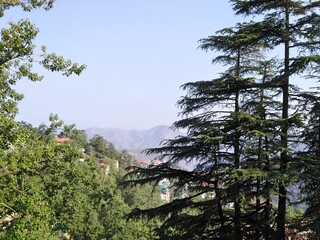 pine tree in the mountains