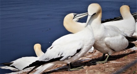 Basstölpel auf Helgoland