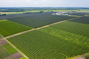 View from above on the large apple orchard.