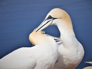 Basstölpel auf Helgoland