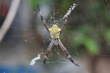 spider on web